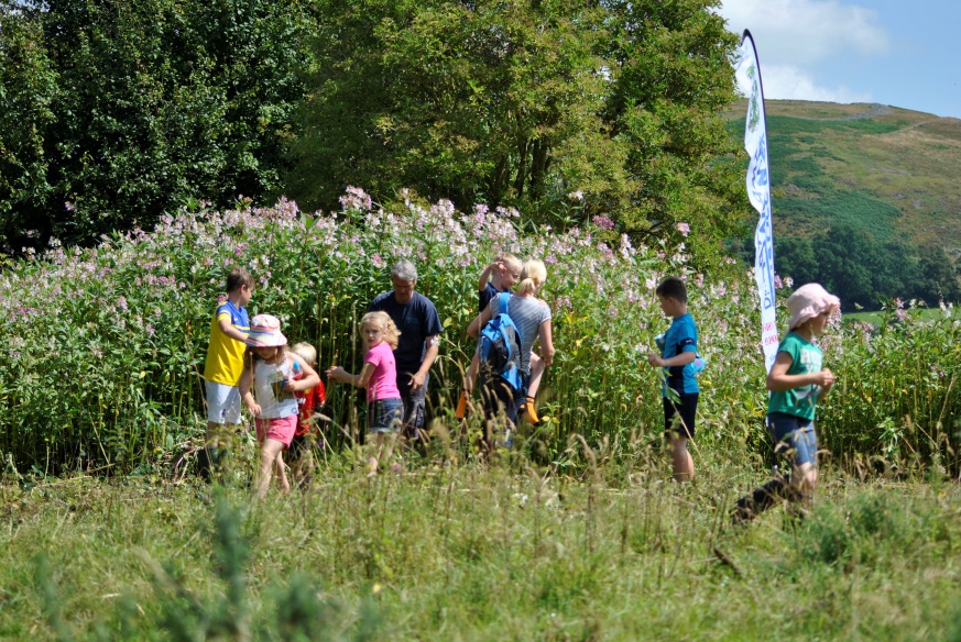 River-dipping balsam-bash at Corwen